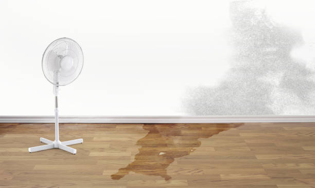 Best Water damage contractors near me  in Mount Carmel, PA